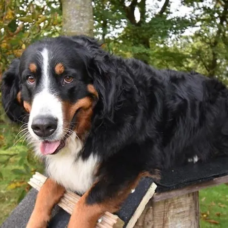 Windhund